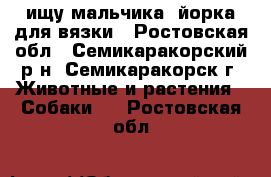 ищу мальчика  йорка для вязки - Ростовская обл., Семикаракорский р-н, Семикаракорск г. Животные и растения » Собаки   . Ростовская обл.